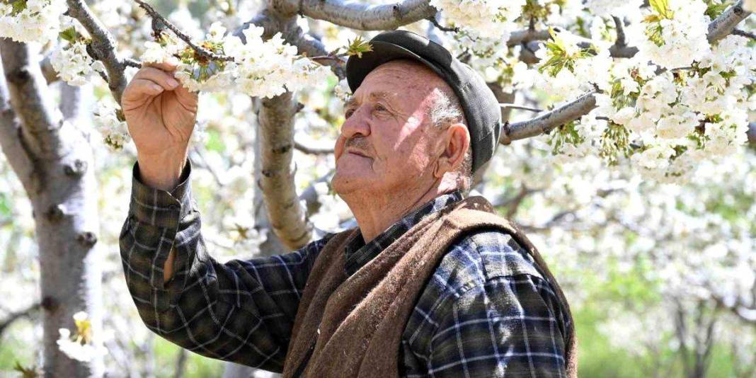 800 bin ağaç çiçek açtı: Bu yıl 20.000 ton rekolte bekleniyor 1